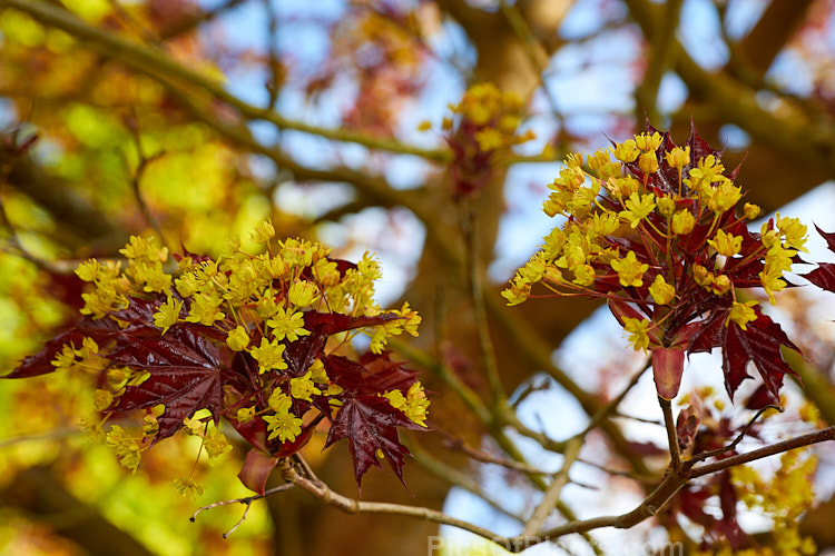 The yellow flowers and purple-red young spring foliage of <i>Acer platanoides</i> 'Goldsworth Purple', a purple-leafed form of the Norway Maple developed by Slocock's Nursery of England. Order Sapindales, Family: Sapindaceae