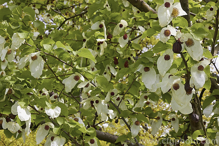 Dove. Tree, Ghost. Tree or Handkerchief. Tree (<i>Davidia involucrata</i>), a deciduous tree native to southwest China. It grows to around 20m tall and its spring-borne flowers are backed by large white bracts. davidia-2679htm'>Davidia. <a href='nyssaceae-plant-family-photoshtml'>Nyssaceae</a>.