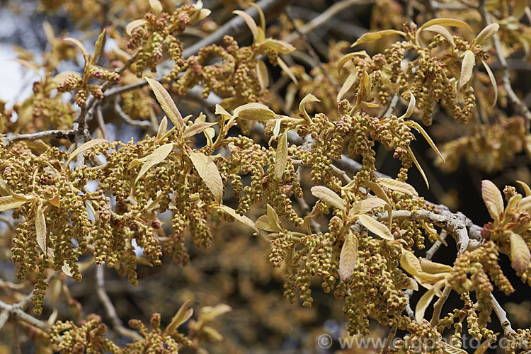 Young spring foliage and flower buds of the Himalayan White Oak (<i>Quercus leucotrichophora</i>), a 10-24m high evergreen tree native to the Himalayan region. Although classified as evergreen, this species often drops most of its old foliage as the new leaves develop. Order: Fagales, Family: Fagaceae