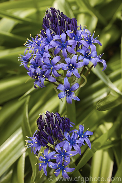 Scilla peruviana, a vigorous bulbous plant from south-west. Europe and West Africa. The strappy foliage is lax and tends to lay on the ground. Flower heads contain up to 100 blooms. scilla-2491htm'>Scilla.