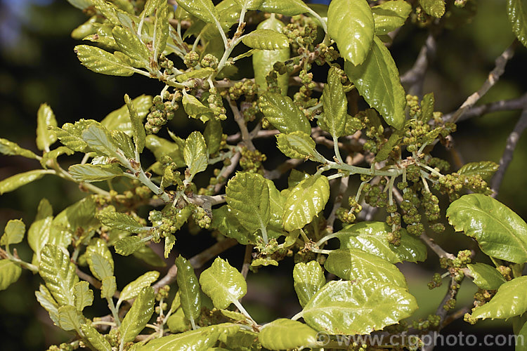 The young spring foliage and flower buds of the Cork. Oak (<i>Quercus suber</i>), a 20-25m tall evergreen oak native to southern Europe and North Africa. Its bark is the source of natural cork. Order: Fagales, Family: Fagaceae