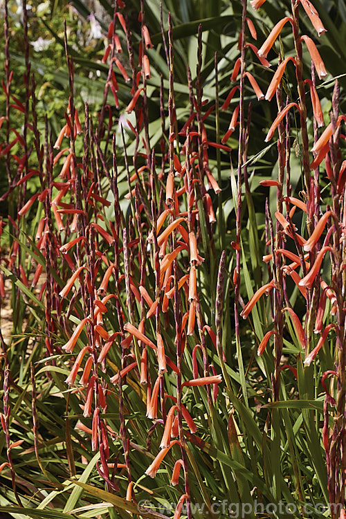 Watsonia aletroides, a late winter- to spring-flowering cormous perennial native to the southwest and western Cape regions of South Africa. Many of these flowers show evidence of having been visited by bumble bees, which unable to reach down into the flowers to the nectar, have instead cut holes at the base of the flowers. watsonia-2394htm'>Watsonia.