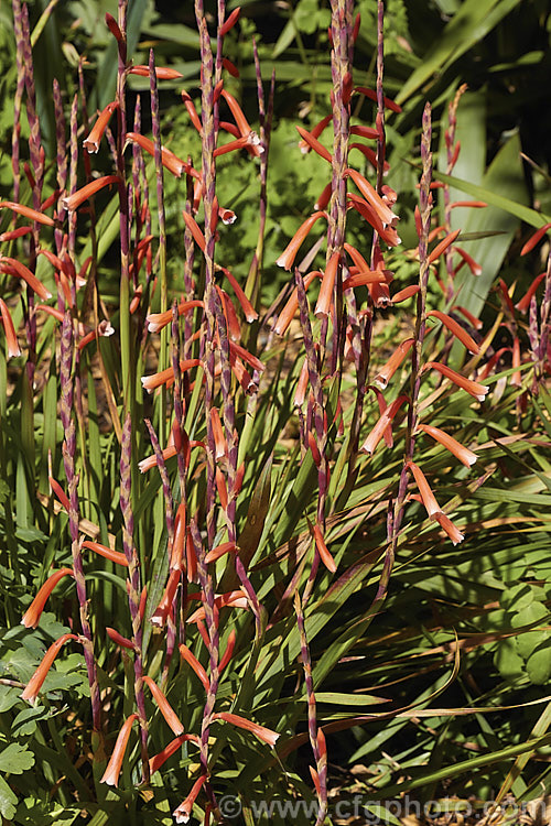 Watsonia aletroides, a late winter- to spring-flowering cormous perennial native to the southwest and western Cape regions of South Africa. Many of these flowers show evidence of having been visited by bumble bees, which unable to reach down into the flowers to the nectar, have instead cut holes at the base of the flowers. watsonia-2394htm'>Watsonia.