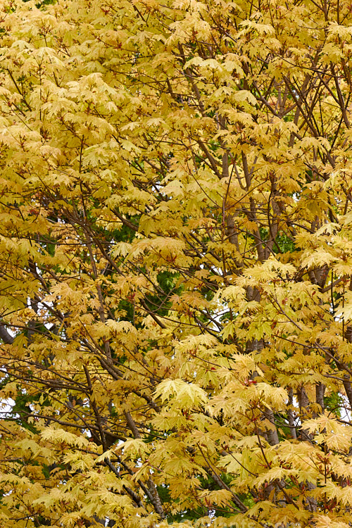 The spring foliage of <i>Acer platanoides</i> 'Princeton Gold', an American-raised Norway Maple cultivar with bright yellow-green spring foliage that is light green by midsummer. It is very striking in mid spring when the foliage is fully expanded and the colour is at its most intense. Order Sapindales, Family: Sapindaceae