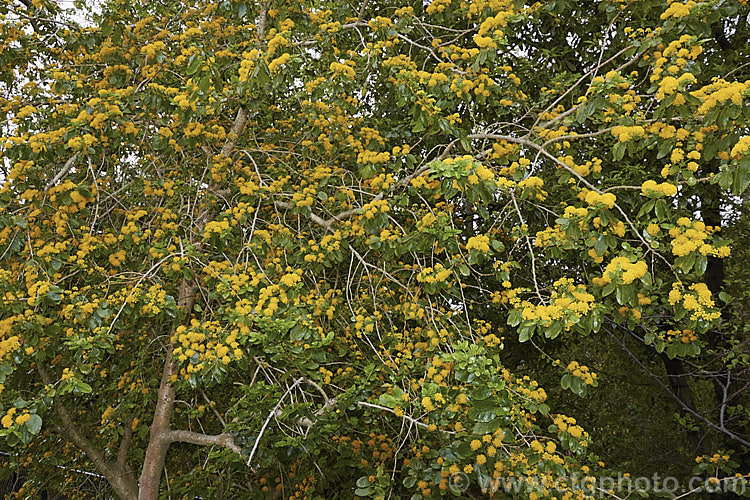 Azara serrata, an evergreen shrub or small tree native to Chile. It blooms in spring and although the flowers are similar to those of its better-known relative the Vanilla. Tree (<i>Azara microphylla</i>), they are larger and unscented. azara-2391htm'>Azara. <a href='salicaceae-plant-family-photoshtml'>Salicaceae</a>.