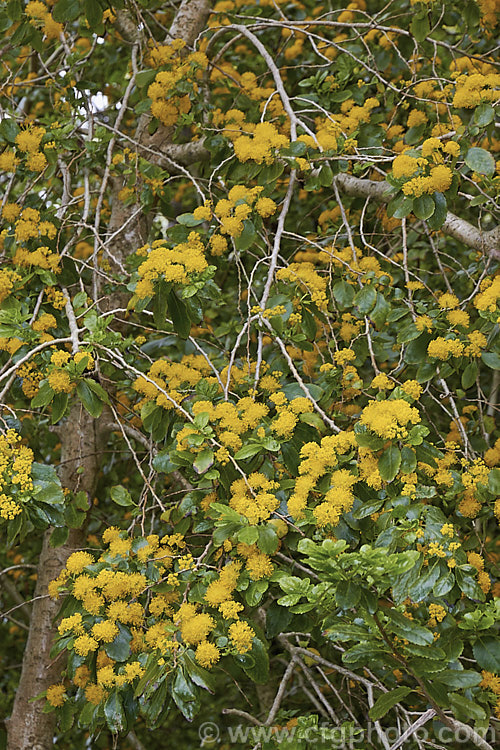 Azara serrata, an evergreen shrub or small tree native to Chile. It blooms in spring and although the flowers are similar to those of its better-known relative the Vanilla. Tree (<i>Azara microphylla</i>), they are larger and unscented. azara-2391htm'>Azara. <a href='salicaceae-plant-family-photoshtml'>Salicaceae</a>.