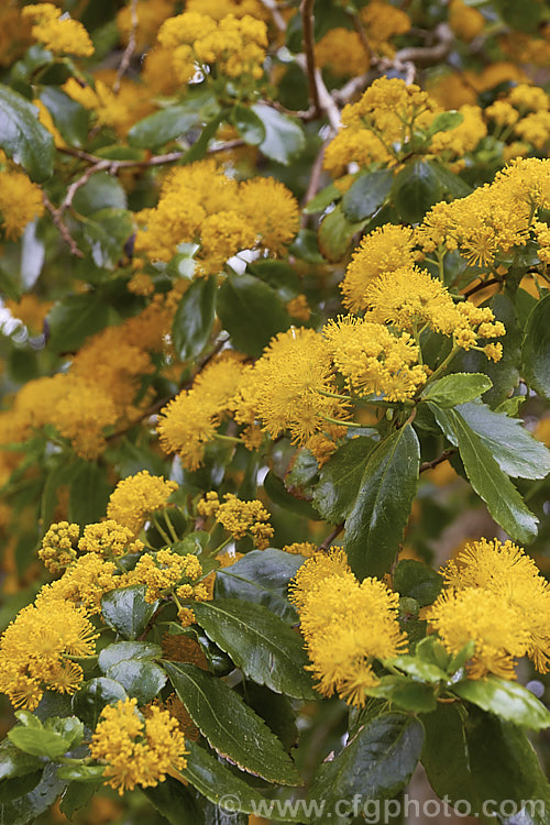 Azara serrata, an evergreen shrub or small tree native to Chile. It blooms in spring and although the flowers are similar to those of its better-known relative the Vanilla. Tree (<i>Azara microphylla</i>), they are larger and unscented. azara-2391htm'>Azara. <a href='salicaceae-plant-family-photoshtml'>Salicaceae</a>.