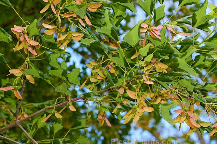 The young growth and immature samara of the Three-toothed Maple (<i>Acer buergerianum</i>), a small deciduous tree is native to Japan and nearby parts of eastern China. Its leaves are small and very distinctive because they have only three lobes. Order Sapindales, Family: Sapindaceae