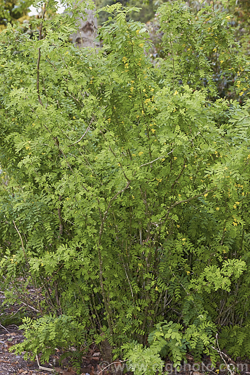 Caragana boisii, sometimes considered to be a form of Caragana arborescens, this deciduous shrub, up to 6m high and native to Siberia and Manchuria, bears small yellow pea-like flowers in spring and summer, followed by inflated seedpods. It will tolerate a wide range of soils from extremely acidic to quite alkaline. Unlike C arborescens, its flowers are always yellow. caragana-2640htm'>Caragana.