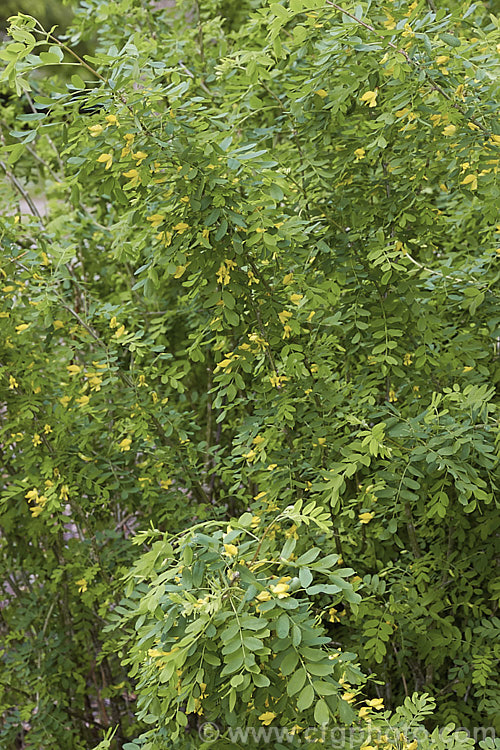 Caragana boisii, sometimes considered to be a form of Caragana arborescens, this deciduous shrub, up to 6m high and native to Siberia and Manchuria, bears small yellow pea-like flowers in spring and summer, followed by inflated seedpods. It will tolerate a wide range of soils from extremely acidic to quite alkaline. Unlike C arborescens, its flowers are always yellow. caragana-2640htm'>Caragana.