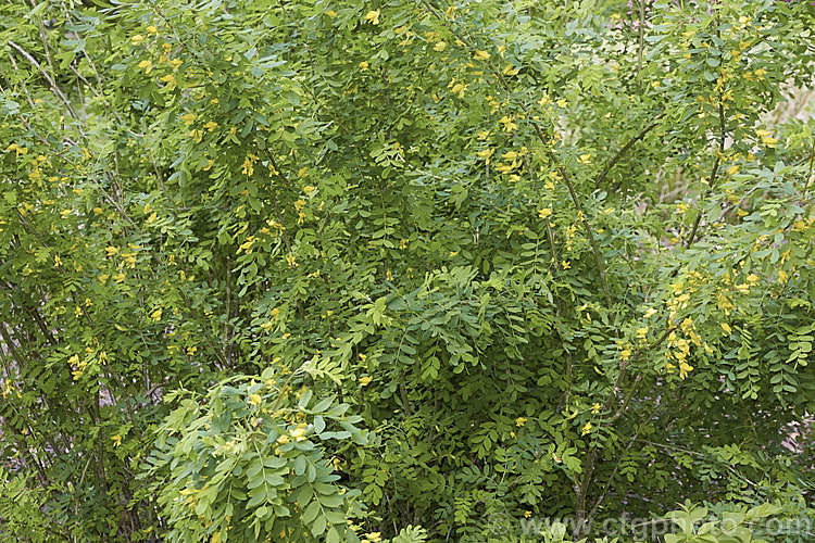 Caragana boisii, sometimes considered to be a form of Caragana arborescens, this deciduous shrub, up to 6m high and native to Siberia and Manchuria, bears small yellow pea-like flowers in spring and summer, followed by inflated seedpods. It will tolerate a wide range of soils from extremely acidic to quite alkaline. Unlike C arborescens, its flowers are always yellow. caragana-2640htm'>Caragana.