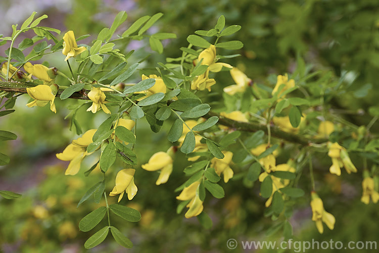 Caragana boisii, sometimes considered to be a form of Caragana arborescens, this deciduous shrub, up to 6m high and native to Siberia and Manchuria, bears small yellow pea-like flowers in spring and summer, followed by inflated seedpods. It will tolerate a wide range of soils from extremely acidic to quite alkaline. Unlike C arborescens, its flowers are always yellow. caragana-2640htm'>Caragana.