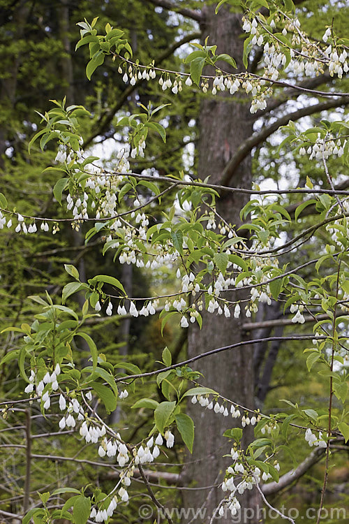 Mountain Silverbell or Snowdrop. Tree (<i>Halesia monticola</i>), a deciduous shrub or small tree native to the Appalachian. Mountains of North America. In the wild it can grow to 25m tall but is usually considerably smaller in cultivation. The white bell-shaped flowers appear in spring and are followed by winged fruits that mature in summer. Pink flowered forms are available. halesia-3012htm'>Halesia. <a href='styracaceae-plant-family-photoshtml'>Styracaceae</a>.