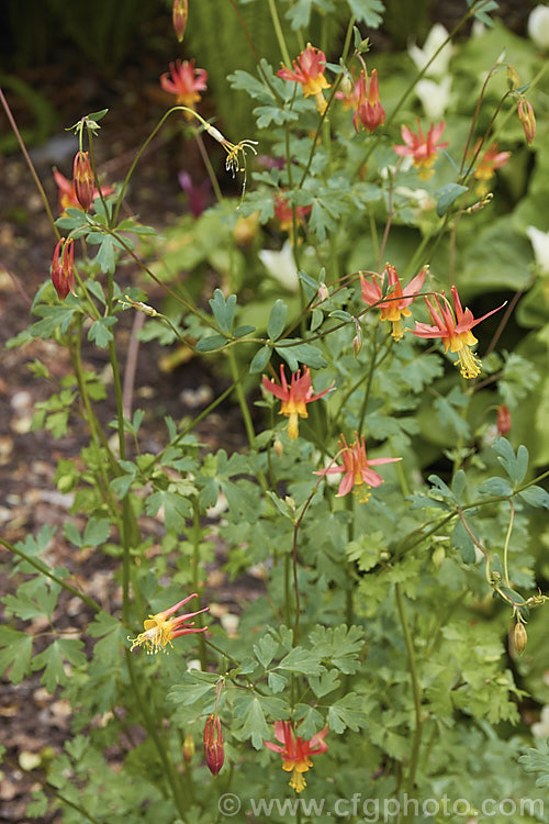 Crimson Columbine or Western Columbine (<i>Aquilegia formosa</i>), a spring- to summer-flowering perennial native to western North America, where it occurs in woodland, streamside and montane regions from Alaska to Baja. California and eastwards to Montana and Wyoming. The flower stems are up to 1m tall and there are several garden cultivars and natural varieties. Order: Ranunculales, Family: Ranunculaceae