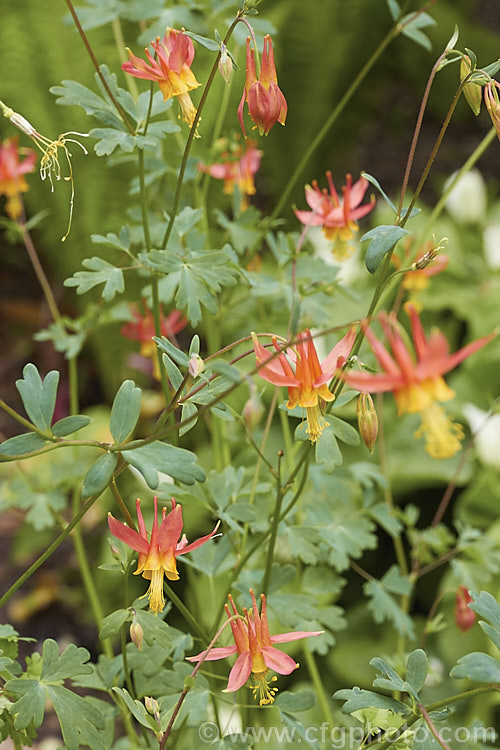 Crimson Columbine or Western Columbine (<i>Aquilegia formosa</i>), a spring- to summer-flowering perennial native to western North America, where it occurs in woodland, streamside and montane regions from Alaska to Baja. California and eastwards to Montana and Wyoming. The flower stems are up to 1m tall and there are several garden cultivars and natural varieties. Order: Ranunculales, Family: Ranunculaceae