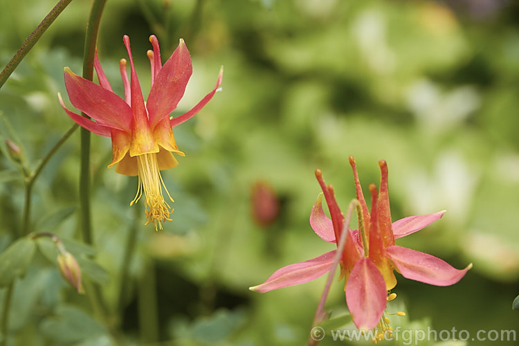 Crimson Columbine or Western Columbine (<i>Aquilegia formosa</i>), a spring- to summer-flowering perennial native to western North America, where it occurs in woodland, streamside and montane regions from Alaska to Baja. California and eastwards to Montana and Wyoming. The flower stems are up to 1m tall and there are several garden cultivars and natural varieties. Order: Ranunculales, Family: Ranunculaceae