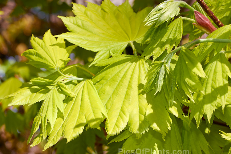 Full Moon Maple (<i>Acer shirasawanum</i> 'Aureum' [syn <i>Acer japonicum</i> 'Aureum']), a German-raised cultivar from 1888 with distinctively shaped and coloured foliage x lime green when young turning to yellow. Order Sapindales, Family: Sapindaceae