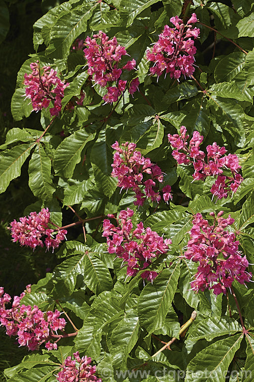 Aesculus x carnea 'Briotii' (<i>Aesculus hippocastanum x Aesculus pavia</i>). The darkest-flowered and most popular cultivar of this cross, it is a 15-25m tall deciduous tree widely cultivated as a specimen or street tree. Order Sapindales, Family: Sapindaceae