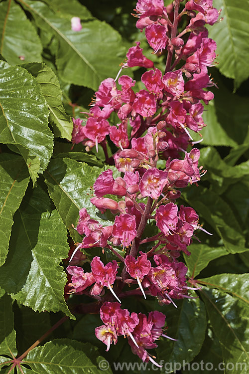 Aesculus x carnea 'Briotii' (<i>Aesculus hippocastanum x Aesculus pavia</i>). The darkest-flowered and most popular cultivar of this cross, it is a 15-25m tall deciduous tree widely cultivated as a specimen or street tree. Order Sapindales, Family: Sapindaceae