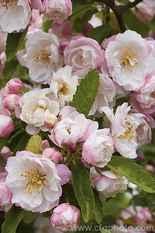 Bechtel's Crab (<i>Malus ioensis 'Plena'), a double-flowered cultivar of the Prairie. Crabapple of the central United States. It is a deciduous, spring-blooming tree that grows to around 5m tall. The flowers are almost white, opening from pale pink buds and are followed by green fruits. Order: Rosales, Family: Rosaceae