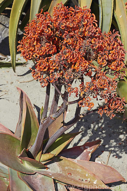 Coral. Aloe (<i>Aloe striata</i>), a low, rosette-forming perennial with smooth-edged leaves to 50cm long. The inflorescences are up to 1m tall. Native to the Cape region of South Africa. Order: Asparagales, Family: Asphodelaceae