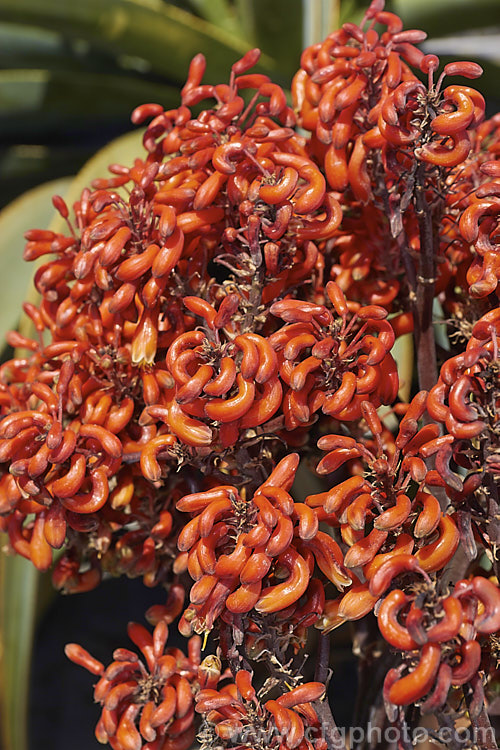 Coral. Aloe (<i>Aloe striata</i>), a low, rosette-forming perennial with smooth-edged leaves to 50cm long. The inflorescences are up to 1m tall. Native to the Cape region of South Africa. Order: Asparagales, Family: Asphodelaceae