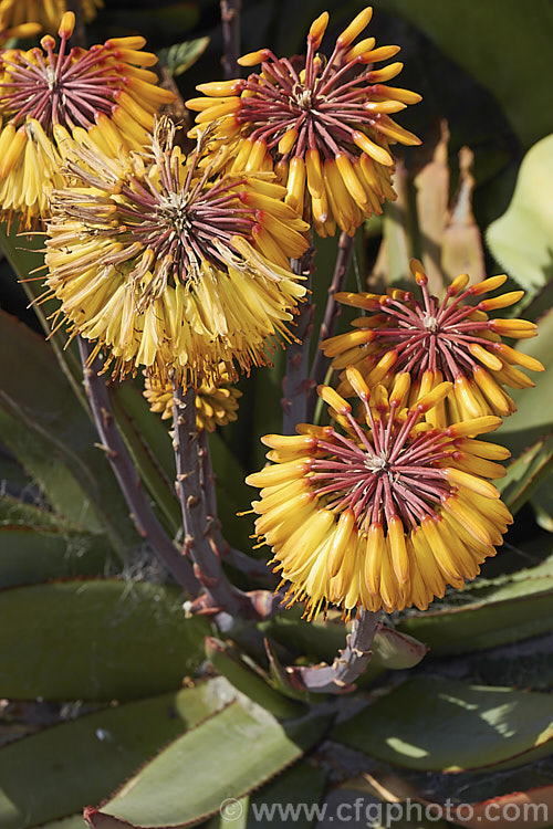 Aloe capitata, a spring- to summer-flowering, rosette-forming succulent native to Madagascar. The foliage is blue-green and the leaf edges carry small teeth. The flower stems can be over 1m tall, though 30-60cm is more usual. Order: Asparagales, Family: Asphodelaceae