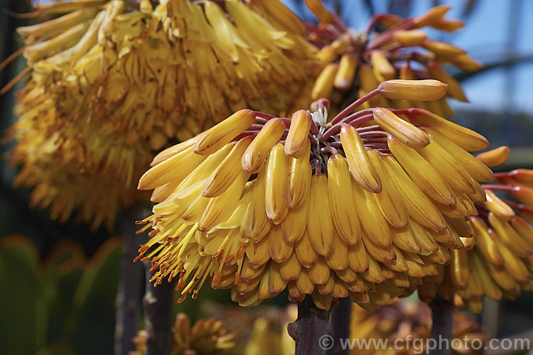 Aloe capitata, a spring- to summer-flowering, rosette-forming succulent native to Madagascar. The foliage is blue-green and the leaf edges carry small teeth. The flower stems can be over 1m tall, though 30-60cm is more usual. Order: Asparagales, Family: Asphodelaceae