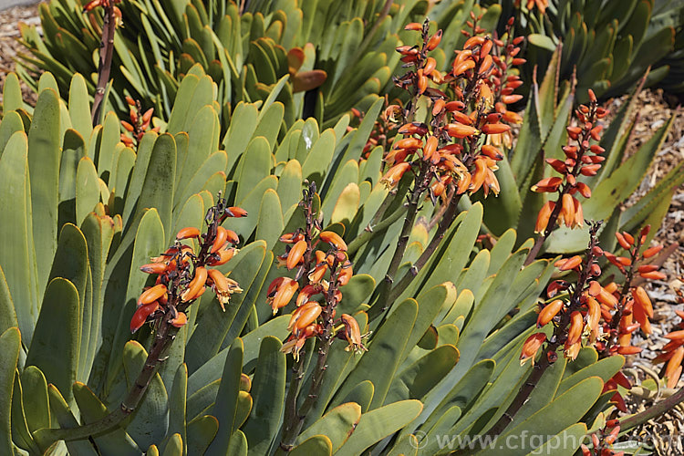 Fan Aloe (<i>Aloe plicatilis</i>), a winter- to late spring-flowering, woody-based, succulent perennial native to the Cape. Province of South Africa. The arrangement of the 30-40cm long leaves is very distinctive. Order: Asparagales, Family: Asphodelaceae