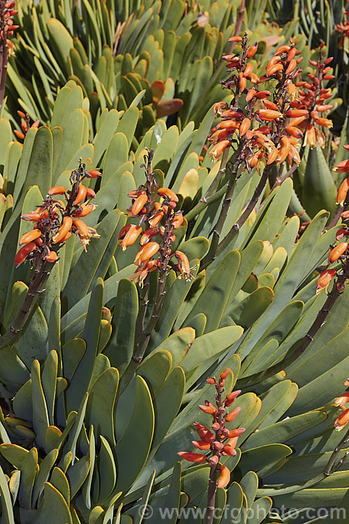 Fan Aloe (<i>Aloe plicatilis</i>), a winter- to late spring-flowering, woody-based, succulent perennial native to the Cape. Province of South Africa. The arrangement of the 30-40cm long leaves is very distinctive. Order: Asparagales, Family: Asphodelaceae