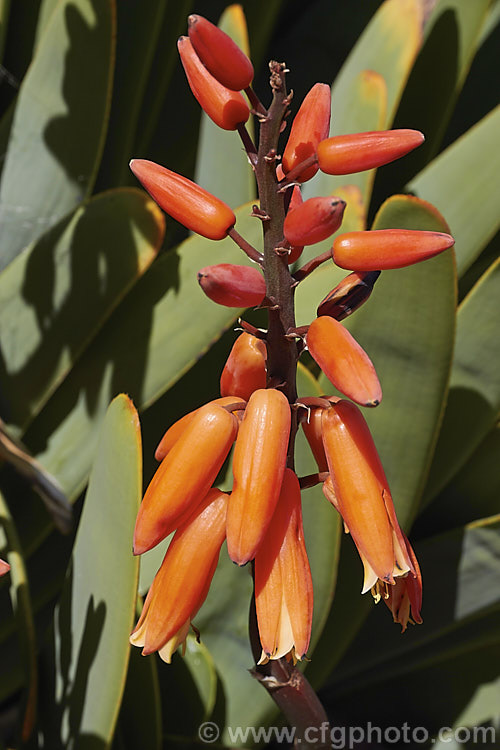 Fan Aloe (<i>Aloe plicatilis</i>), a winter- to late spring-flowering, woody-based, succulent perennial native to the Cape. Province of South Africa. The arrangement of the 30-40cm long leaves is very distinctive. Order: Asparagales, Family: Asphodelaceae