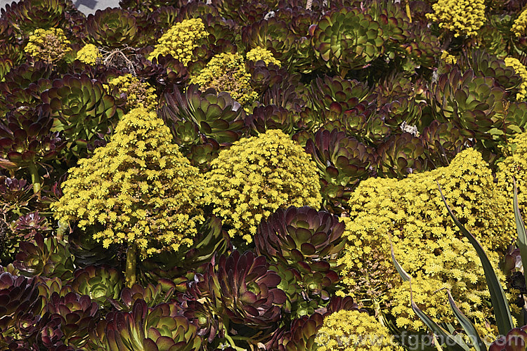 <i>Aeonium arboreum</i> 'Atropurpureum', a red-purple- to maroon-foliaged form (not as dark as 'Schwarzkopf) of a bushy succulent native to Gran Canaria Island The flowers open in early spring. Mature clumps cover a large area and can have flower stems over 15m tall. Order: Saxifragales, Family: Crassulaceae