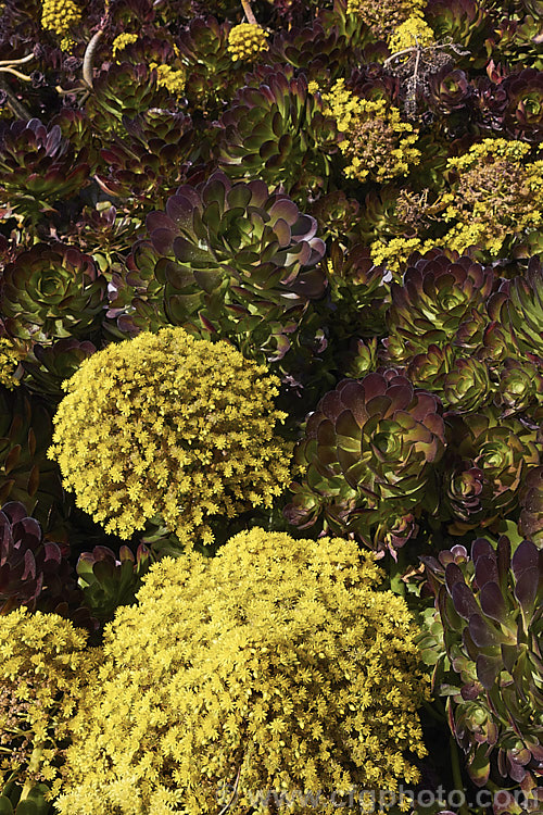 <i>Aeonium arboreum</i> 'Atropurpureum', a red-purple- to maroon-foliaged form (not as dark as 'Schwarzkopf) of a bushy succulent native to Gran Canaria Island The flowers open in early spring. Mature clumps cover a large area and can have flower stems over 15m tall. Order: Saxifragales, Family: Crassulaceae