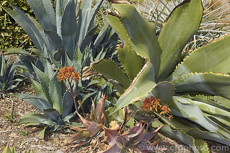 An old dying, post-flowering rosette of the Century Plant (<i>Agave americana</i> [at right]) with young rosettes developing around it. This large monocarpic succulent is native to eastern Mexico. The thick fleshy leaves are edged with fierce teeth and the flower spike can grow to over 6m tall Although given the name. Century Plant because it was thought to flower once in a hundred years, the rosettes actually take around 8-15 years to mature to flowering size, after which they die, to be replaced by suckers, as shown here. The orange-flowered succulents are <i>Aloe striata</i>. Order: Asparagales, Family: Asparagaceae