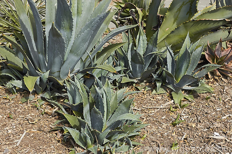 Young foliage rosettes of the Century Plant (<i>Agave americana</i>), a large monocarpic succulent native to eastern Mexico. The thick fleshy leaves are edged with fierce teeth and the flower spike can grow to over 6m tall Although given the name Century Plant because it was thought to flower once in a hundred years, the rosettes actually take around 8-15 years to mature to flowering size, after which they die, to be replaced by suckers. Order: Asparagales, Family: Asparagaceae