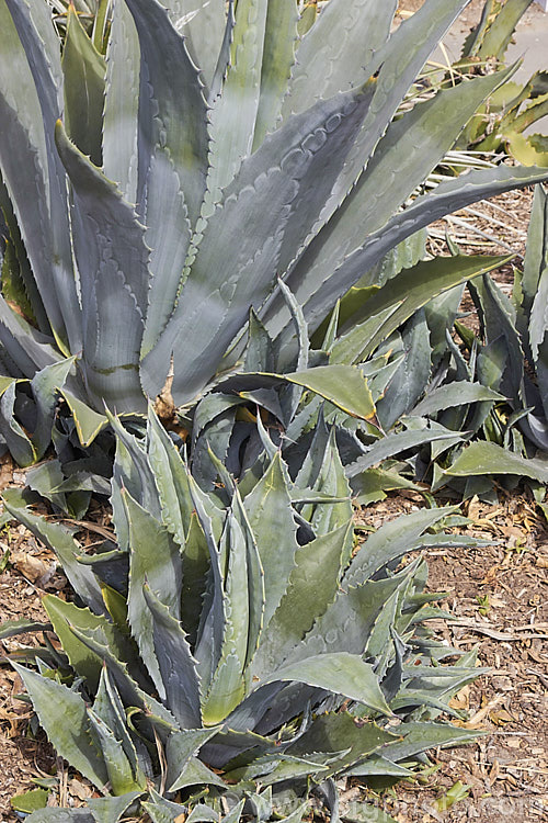 Young foliage rosettes of the Century Plant (<i>Agave americana</i>), a large monocarpic succulent native to eastern Mexico. The thick fleshy leaves are edged with fierce teeth and the flower spike can grow to over 6m tall Although given the name Century Plant because it was thought to flower once in a hundred years, the rosettes actually take around 8-15 years to mature to flowering size, after which they die, to be replaced by suckers. Order: Asparagales, Family: Asparagaceae