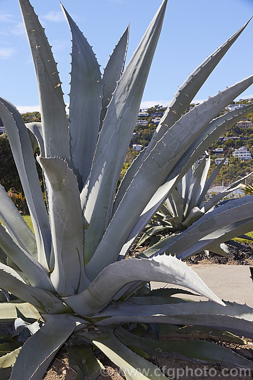 Century Plant (<i>Agave americana</i>), a large monocarpic succulent native to eastern Mexico. The thick fleshy leaves are edged with fierce teeth and the flower spike can grow to over 6m tall Although given the name Century Plant because it was thought to flower once in a hundred years, the rosettes actually take around 8-15 years to mature to flowering size, after which they die, to be replaced by suckers. Order: Asparagales, Family: Asparagaceae