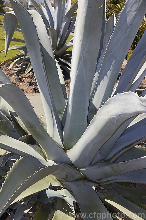 Century Plant (<i>Agave americana</i>), a large monocarpic succulent native to eastern Mexico. The thick fleshy leaves are edged with fierce teeth and the flower spike can grow to over 6m tall Although given the name Century Plant because it was thought to flower once in a hundred years, the rosettes actually take around 8-15 years to mature to flowering size, after which they die, to be replaced by suckers. Order: Asparagales, Family: Asparagaceae