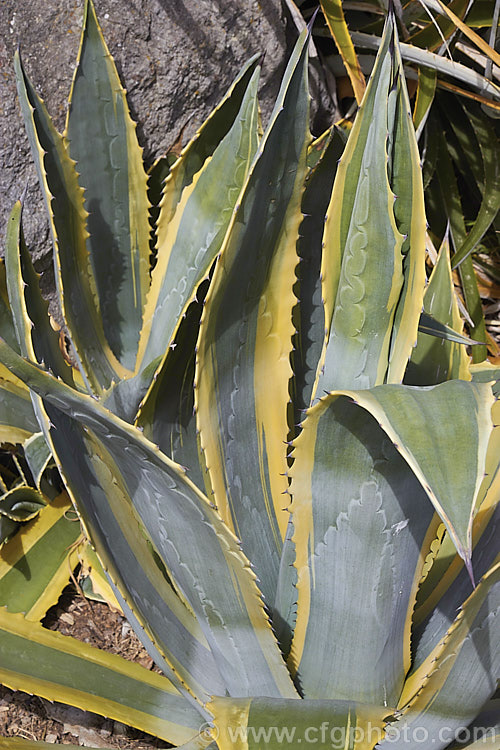 <i>Agave americana</i> 'Marginata', a variegated foliage form of a large monocarpic succulent native to eastern Mexico 'Marginata' can be recognised by the broad yellow margins of its foliage. The thick fleshy leave are edged with fierce teeth and the flower spike can grow to over 6m tall Although given the name. Century Plant because it was though to flower once in a hundred years, the rosettes actually take around 8-15 years to mature to flowering size, after which they die, to be replaced by suckers. Order: Asparagales, Family: Asparagaceae