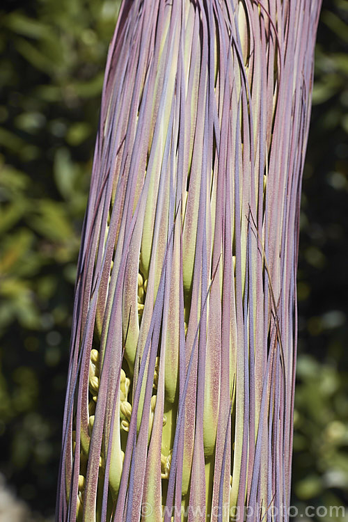 Developing flower stems and bracts of the Octopus Agave or Amole (<i>Agave vilmoriniana</i>), a large rosette-forming monocarpic succulent native to Mexico, where it occurs at elevations of up to 1700m. The thick, fleshy leaves are smooth-edged, relatively narrow on mature plants and often have a slight longitudinal twist. The flower stems are up to 3.5m tall and when developing the buds of the cream flowers are protected by a dense covering of narrow pinkish-purple bracts that are almost hair-like at the tip of the flower stem. Order: Asparagales, Family: Asparagaceae