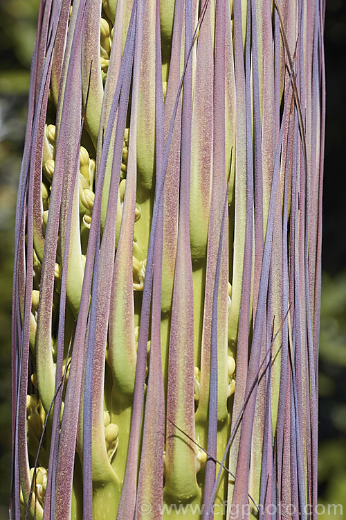 Developing flower stems and bracts of the Octopus Agave or Amole (<i>Agave vilmoriniana</i>), a large rosette-forming monocarpic succulent native to Mexico, where it occurs at elevations of up to 1700m. The thick, fleshy leaves are smooth-edged, relatively narrow on mature plants and often have a slight longitudinal twist. The flower stems are up to 3.5m tall and when developing the buds of the cream flowers are protected by a dense covering of narrow pinkish-purple bracts that are almost hair-like at the tip of the flower stem. Order: Asparagales, Family: Asparagaceae