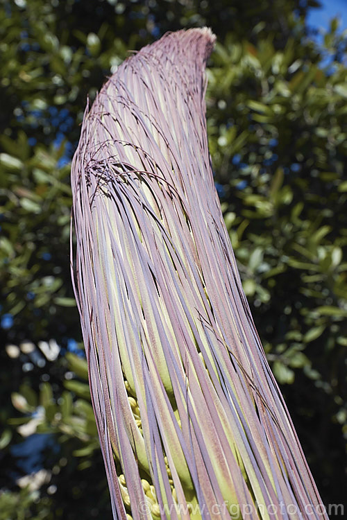 Developing flower stems and bracts of the Octopus Agave or Amole (<i>Agave vilmoriniana</i>), a large rosette-forming monocarpic succulent native to Mexico, where it occurs at elevations of up to 1700m. The thick, fleshy leaves are smooth-edged, relatively narrow on mature plants and often have a slight longitudinal twist. The flower stems are up to 3.5m tall and when developing the buds of the cream flowers are protected by a dense covering of narrow pinkish-purple bracts that are almost hair-like at the tip of the flower stem. Order: Asparagales, Family: Asparagaceae