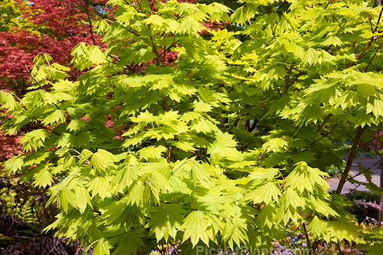 Full Moon Maple (<i>Acer shirasawanum</i> 'Aureum' [syn <i>Acer japonicum</i> 'Aureum']), a German-raised cultivar from 1888 with distinctively shaped and coloured foliage x lime green when young turning to yellow. Order Sapindales, Family: Sapindaceae