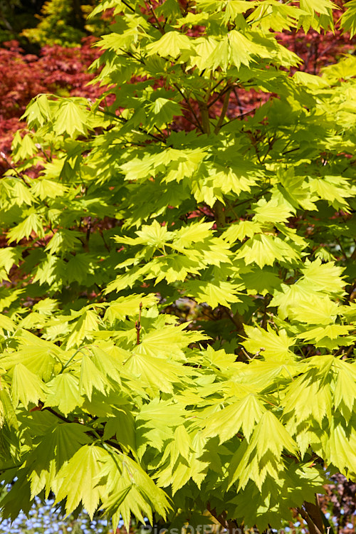 Full Moon Maple (<i>Acer shirasawanum</i> 'Aureum' [syn <i>Acer japonicum</i> 'Aureum']), a German-raised cultivar from 1888 with distinctively shaped and coloured foliage x lime green when young turning to yellow. Order Sapindales, Family: Sapindaceae