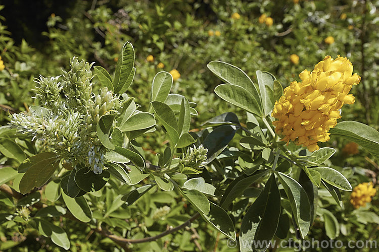 Moroccan Broom or Pineapple Broom (<i>Argyrocytisus battandieri [Cytisus battandieri]), a deciduous or semi-evergreen shrub native to Morocco. It has silver-haired foliage, grows to around 4m tall and produces its fragrant flowerheads from mid-spring into summer. Order: Fabales, Family: Fabaceae