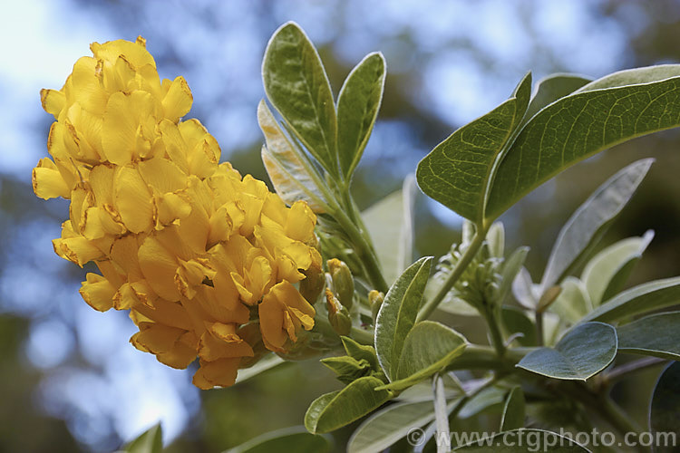 Moroccan Broom or Pineapple Broom (<i>Argyrocytisus battandieri [Cytisus battandieri]), a deciduous or semi-evergreen shrub native to Morocco. It has silver-haired foliage, grows to around 4m tall and produces its fragrant flowerheads from mid-spring into summer. Order: Fabales, Family: Fabaceae