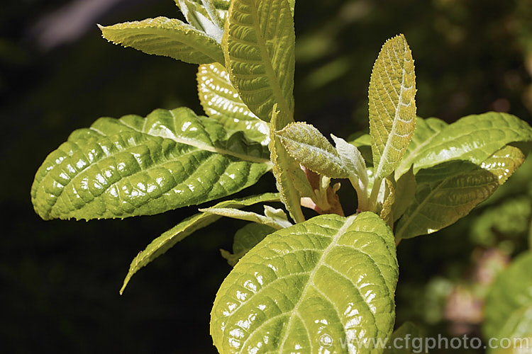 The young spring foliage of Alniphyllum fortunei, a large deciduous shrub or small tree to 10m tall, native to western China. The leaves, yellow-gold-tinted and downy when young, are up to 15cm long, as are its heads of small, summer-borne, white flowers. alniphyllum-2255htm'>Alniphyllum. <a href='styracaceae-plant-family-photoshtml'>Styracaceae</a>.