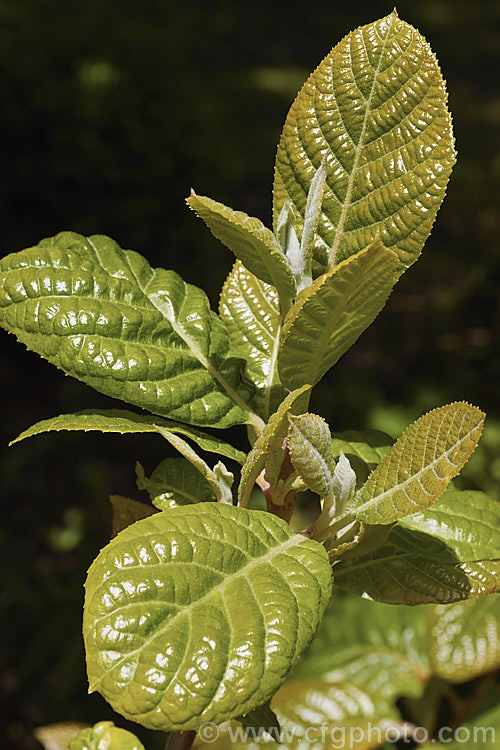 The young spring foliage of Alniphyllum fortunei, a large deciduous shrub or small tree to 10m tall, native to western China. The leaves, yellow-gold-tinted and downy when young, are up to 15cm long, as are its heads of small, summer-borne, white flowers. alniphyllum-2255htm'>Alniphyllum. <a href='styracaceae-plant-family-photoshtml'>Styracaceae</a>.