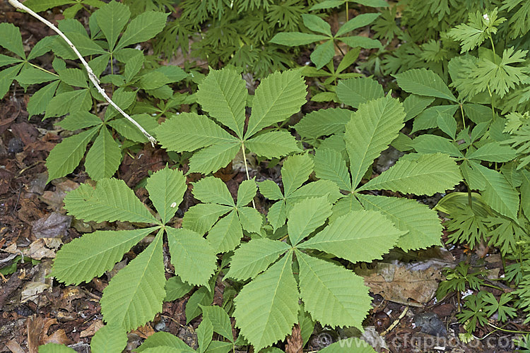 Seedlings of the Horse Chestnut (<i>Aesculus hippocastanum</i>), a 15-25m tall tree from Greece, Albania and Bulgaria. The spring-borne flowers develop into spiky fruiting bodies, each containing two hard nuts. Order Sapindales, Family: Sapindaceae