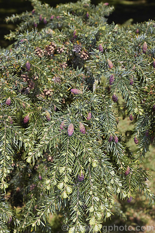 The new growth and young cones of the Western Hemlock (<i>Tsuga heterophylla</i>), a tree up to 70m tall, sometimes larger, and found from southern Alaska to northern California. It is not an extremely important tree in commercial forestry but is used to provide timber and pulp for paper manufacturing. tsuga-3376htm'>Tsuga. <a href='pinaceae-plant-family-photoshtml'>Pinaceae</a>.